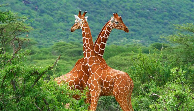 Nella grande famiglia dei mammiferi, troviamo l'altissima giraffa